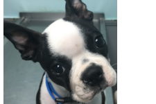 CKC Certified Boston Terrier