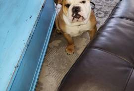 English Bulldog