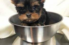 German Yorkie Puppies AKC,  