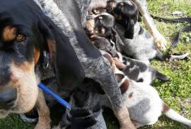 UKC Blue tick Coonhound Puppies 