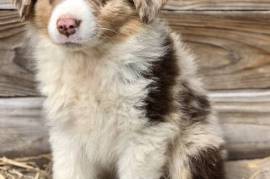 Australian Shepherd Puppies For Sale
