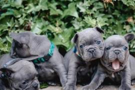 Healthy Blue Frenchies Pups For Sale