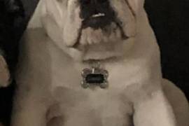 English bulldog