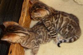 Healthy Bengal kittens for sale