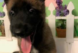 Belgian Malinois Puppies