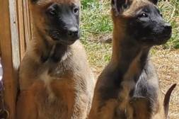 Belgian Malinois