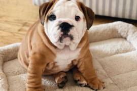 Perry the englishbulldog