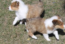 AKC Collie Pups