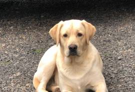 Black lab puppies parents AKC registered 