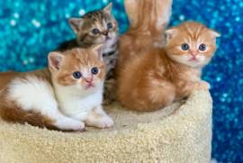 Purebred Scottish fold kittens 