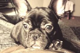 French bulldog puppy