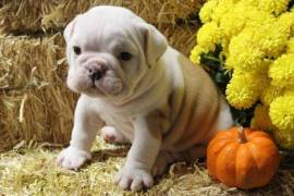 Beautiful English Bulldog Puppies available