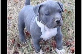 Blue nose American Pit bull Puppies. 