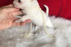Teacup Chihuahua Puppies available