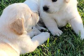 AKC English Labradors