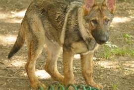 German Shepherd