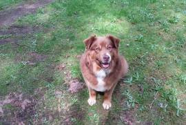 Australian Shepherd