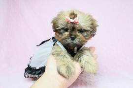 Viva La Juicy - Teacup Shih Tzu Puppy