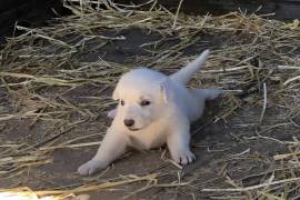 AKC White German Shepherd Puppies