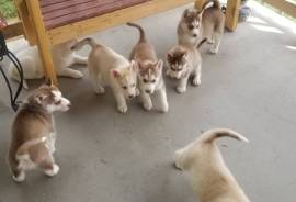 Siberian husky puppies 