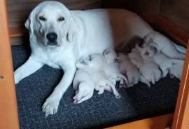 AKC YELLOW ( White Coats) LAB PUPPIES BORN MAY 11