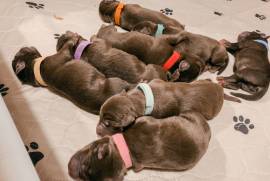 8 AKC Registered Chocolate Labrador Retriever Pups