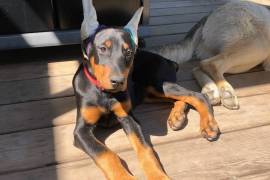 Doberman pincher 