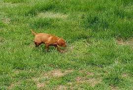 Registered Male Vizsla Puppy