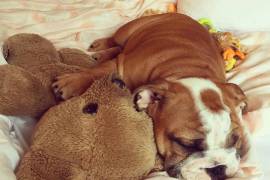 Social English Bulldog Puppies