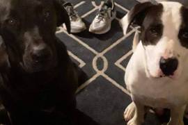 Rehome my songs dogs