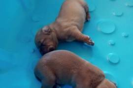 French Mastiff puppies