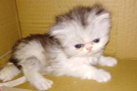 CFA REG Persian Kittens