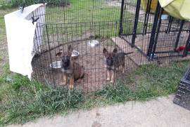 AKC REGISTERED GERMAN SHEPHERD PUPPIES for sale