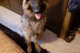 Stud AKC German shepherd 