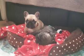 Magnificent French Bulldog puppies