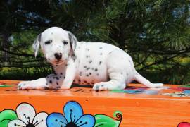 AKC Dalmatian Puppies