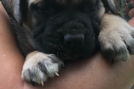 English Mastiff Puppies