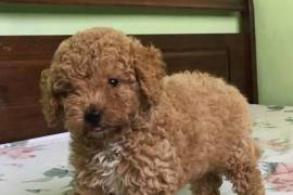 Toy Poodle for Sake