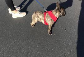 10 month old mini French Bulldog 