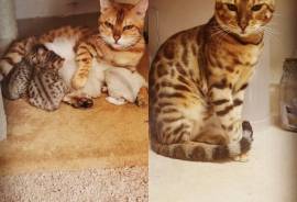 Bengal kittens for sale