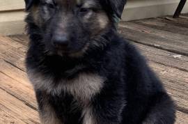 AKC German Shepherd puppies NE Georgia