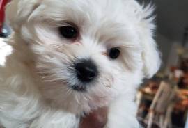 Maltese puppy