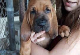 Bloodhound Puppies For Sale