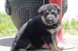 German Shepherd Puppies "Blessed Kingdom Shep