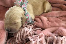 Goldendoodle puppies