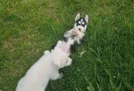 Siberian husky puppies 