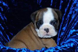 AKC English Bulldogs