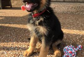 Champion Bloodline German Shepherd Pup