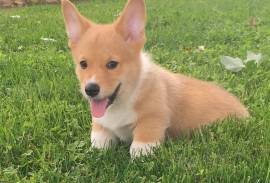 AKC Male Corgi