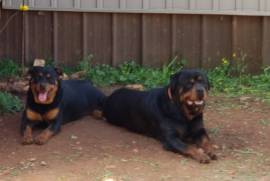 Akc & ckc Registered Rottweiler puppies